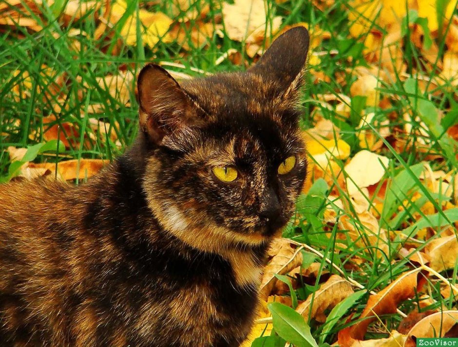 Бурая черепаховая кошка