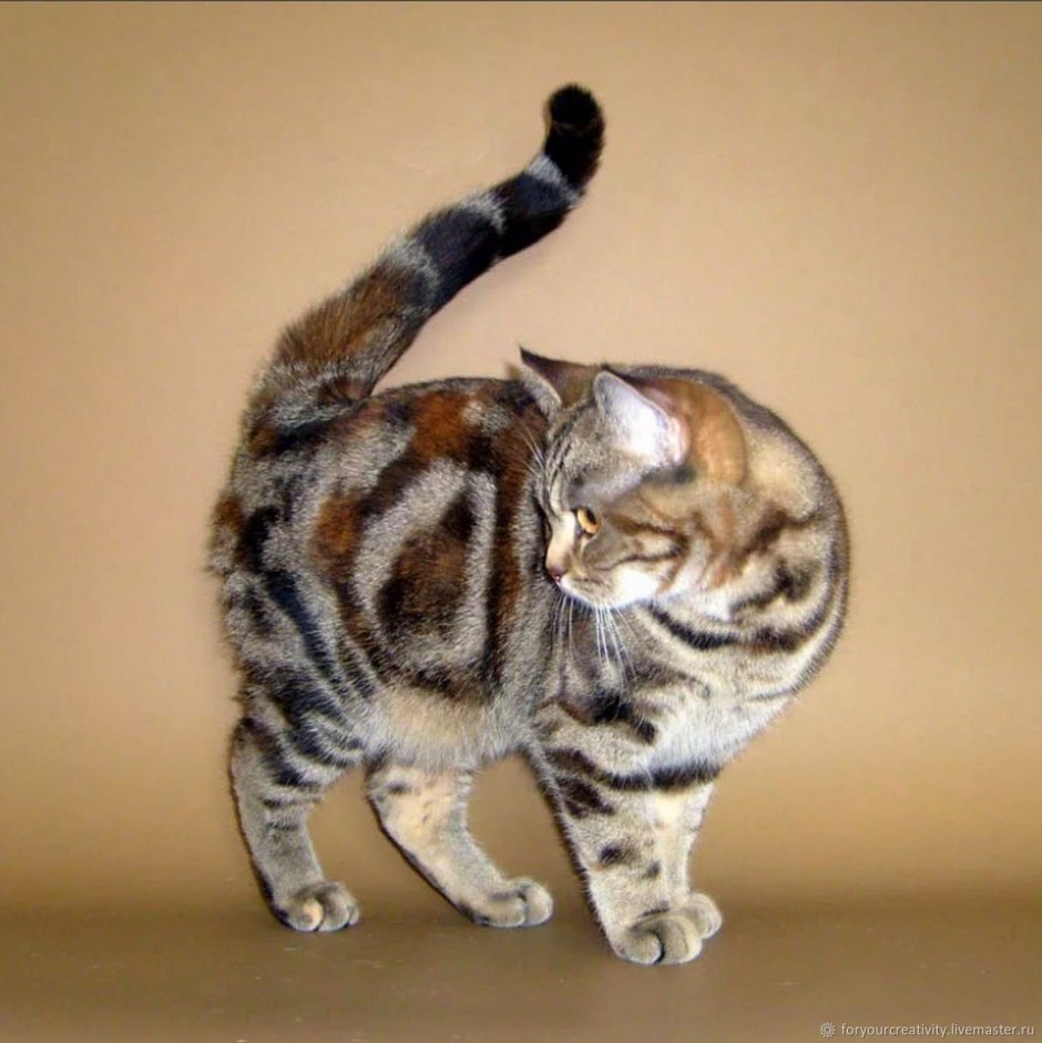 Черепаховая кошка короткошерстная
