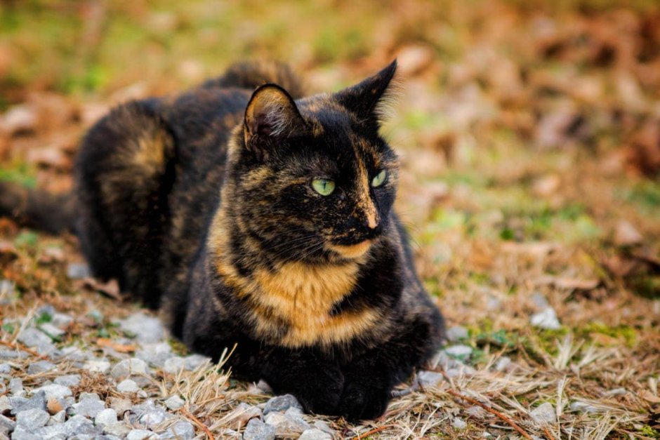 Tortoiseshell Cat порода