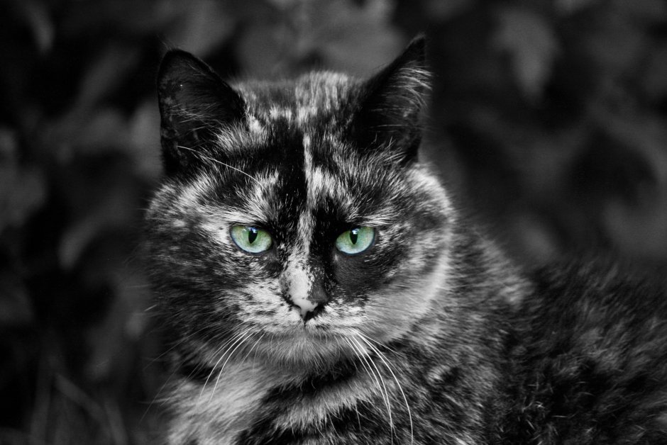 Черепаховый окрас у кошек