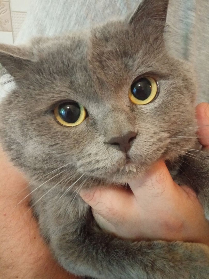 Огромный британский кот