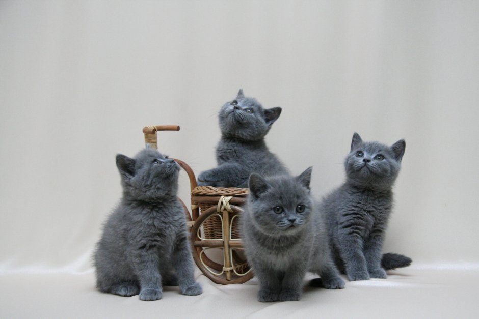 Британская кошка котенок