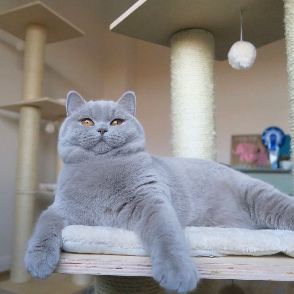Картезианская кошка британские