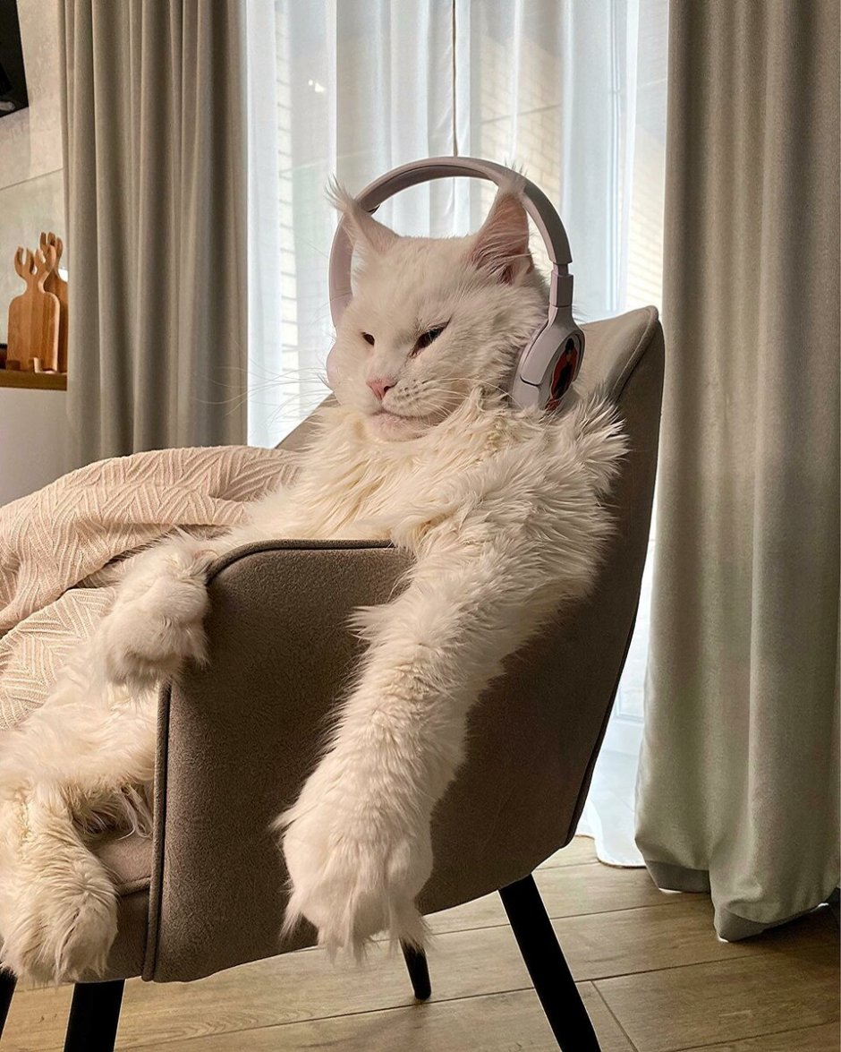 Кот Бася британец