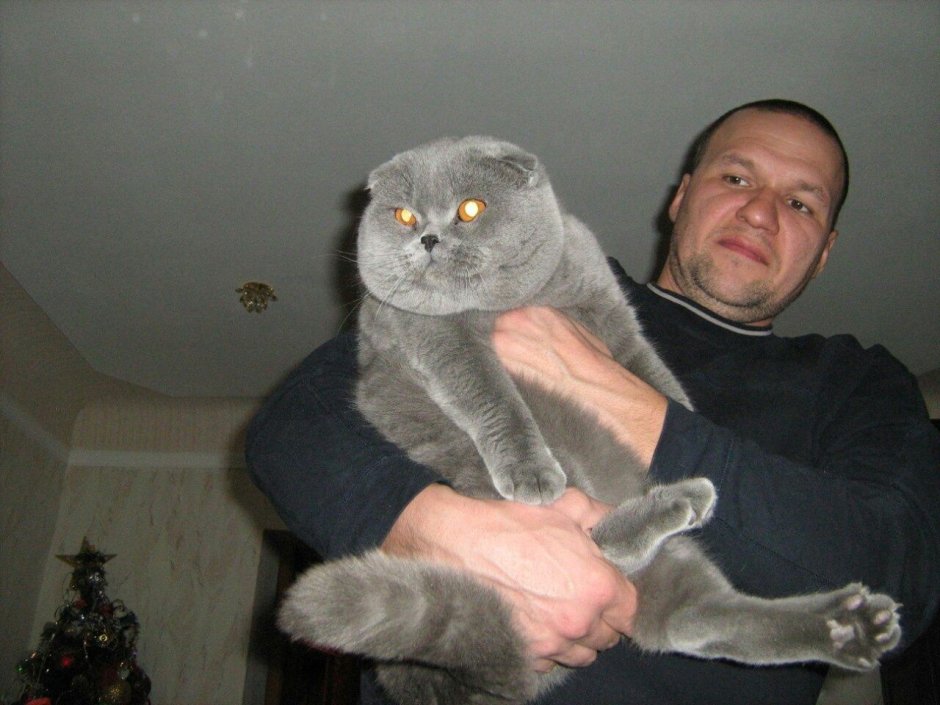 Огромный шотландский кот