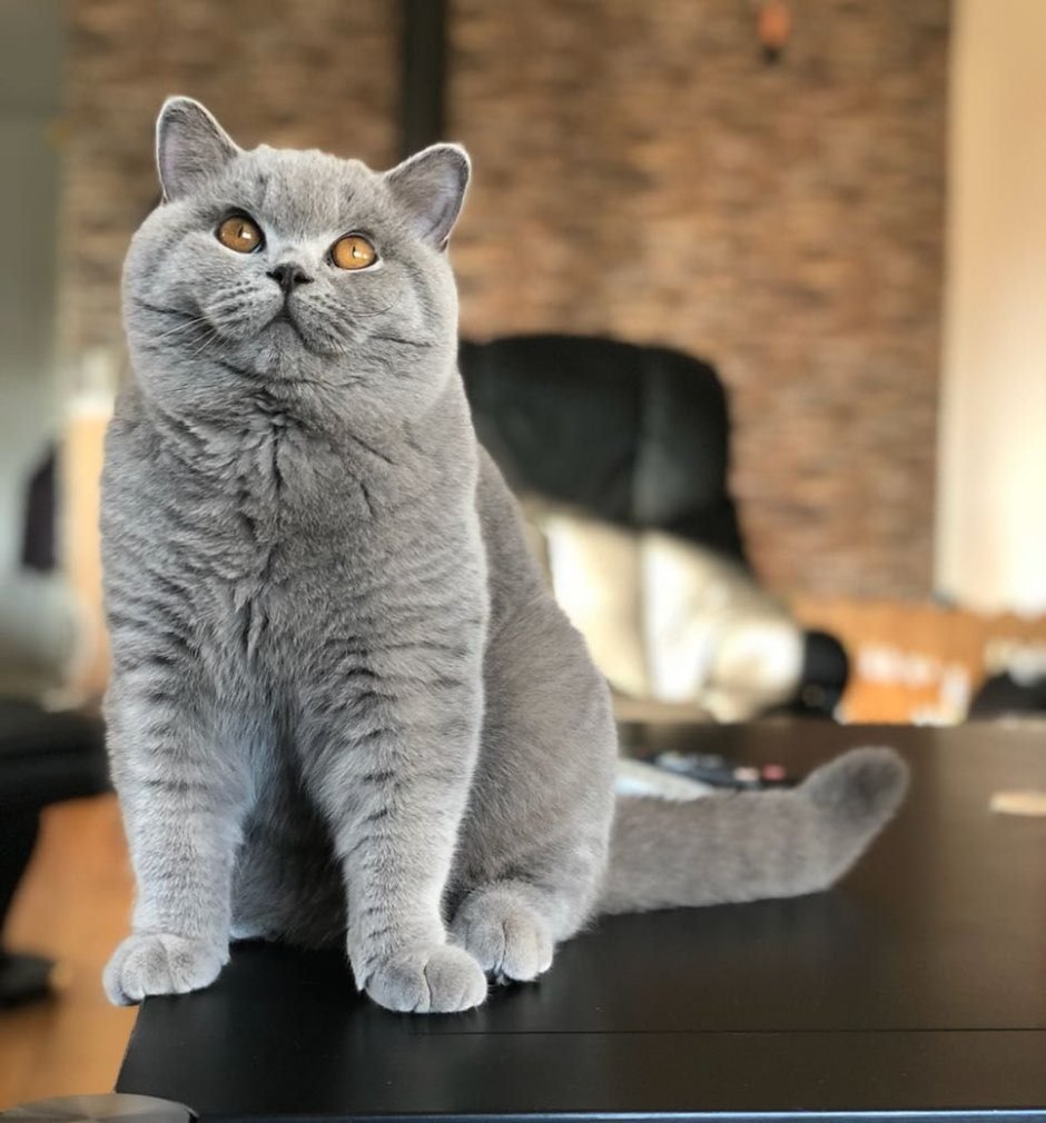 Шотландский короткошерстный кот серый