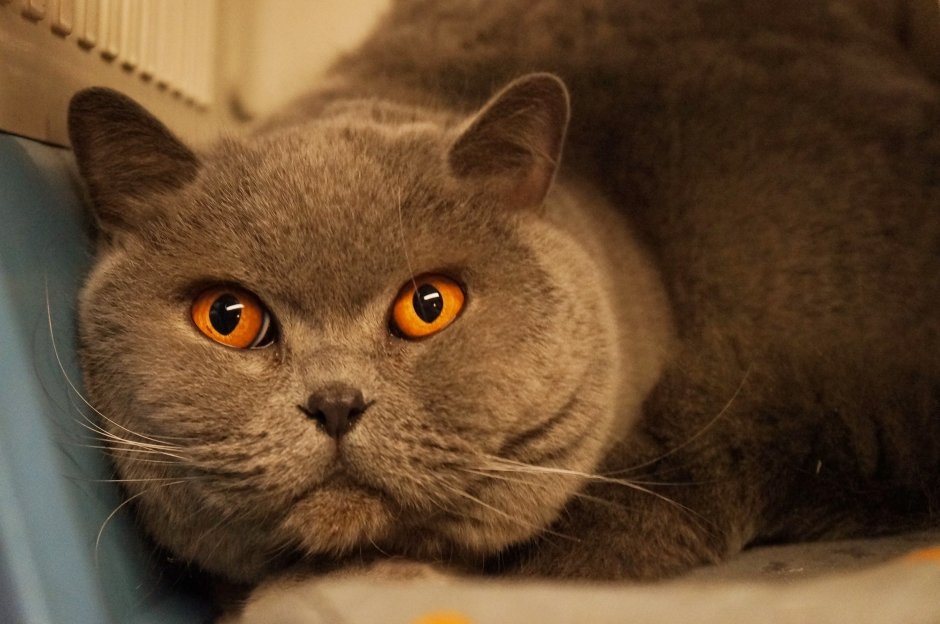 Кот с оранжевыми глазами
