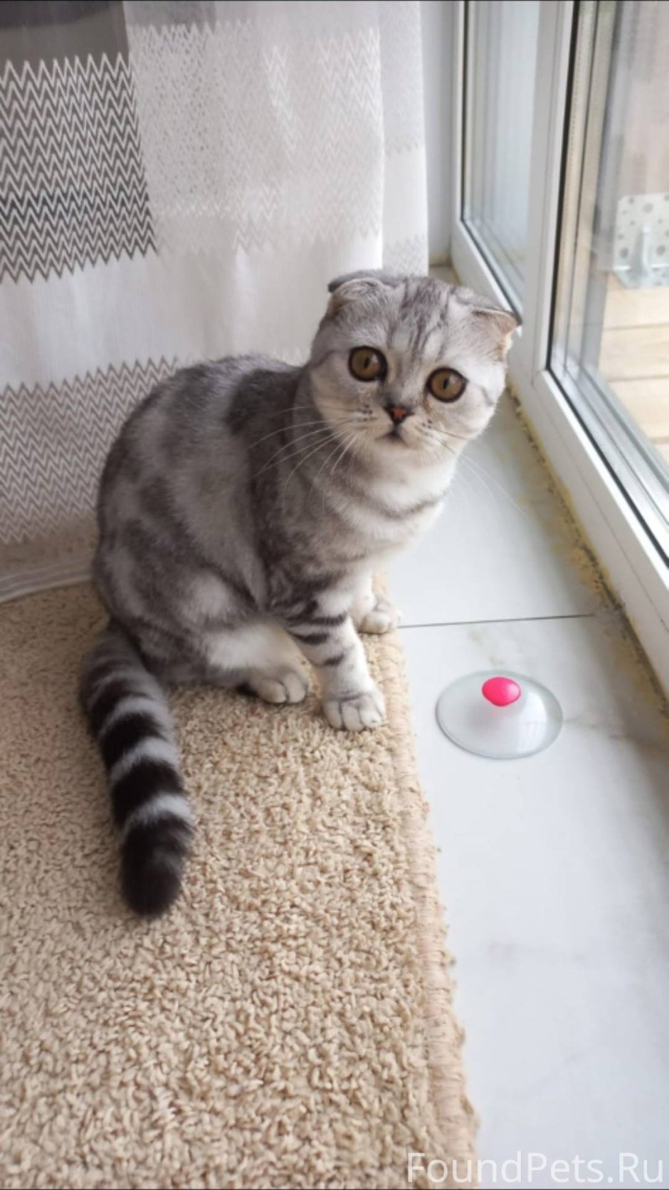 Огромный британский кот