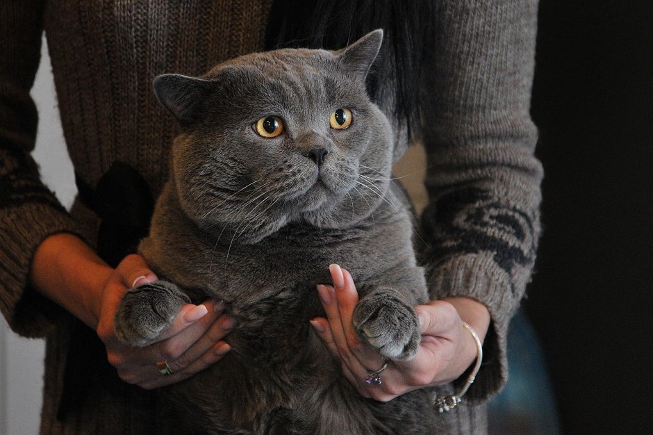 Большой британский кот вислоухий