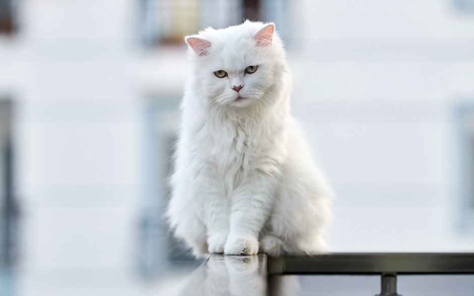 Белый кот сидит