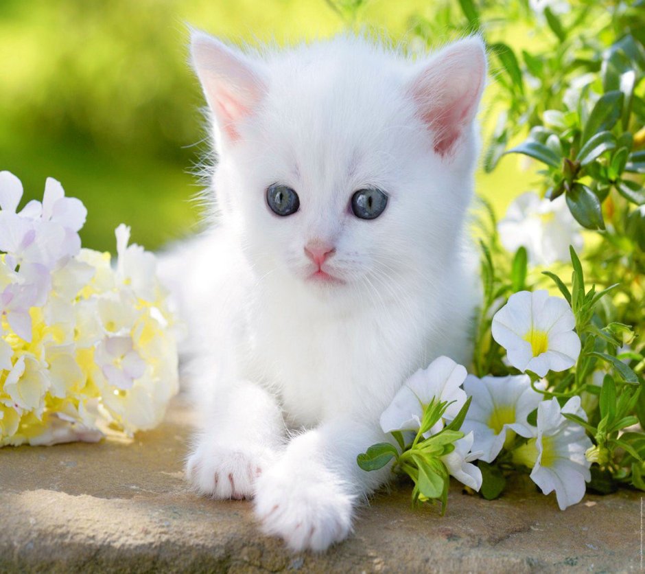 Белый котенок