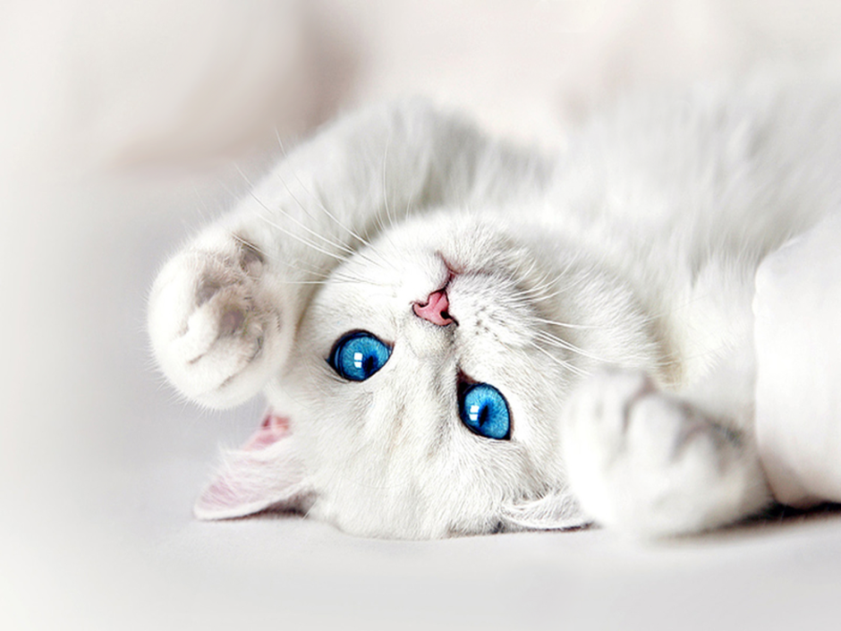 Котик с голубыми глазами