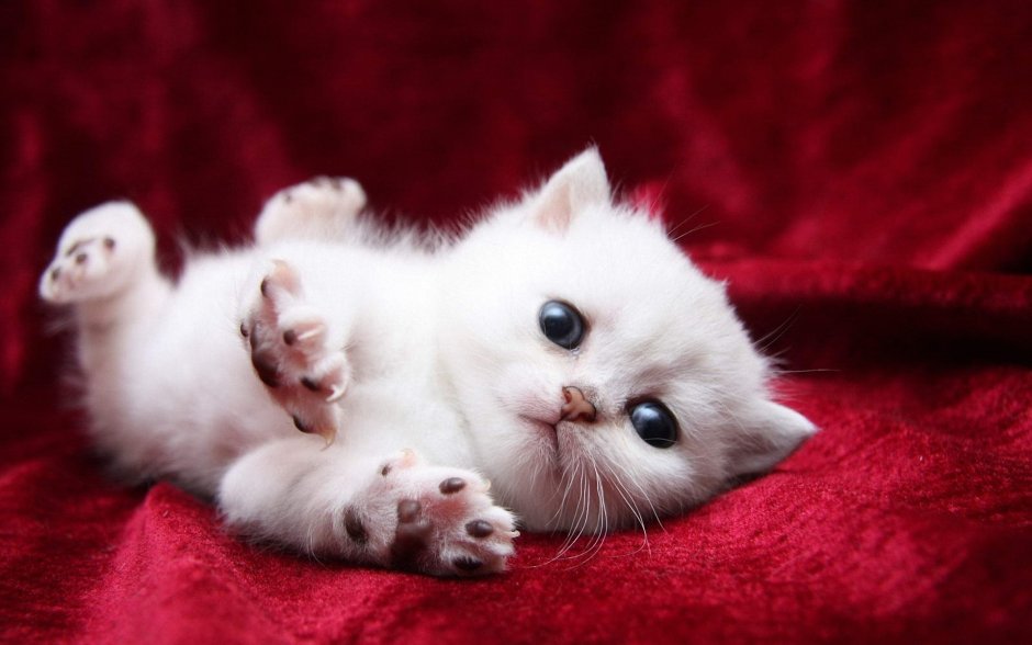 Маленькие миленькие котята