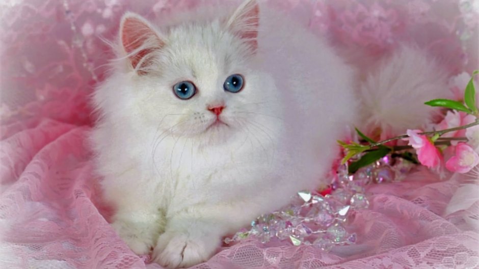 Розовый котенок