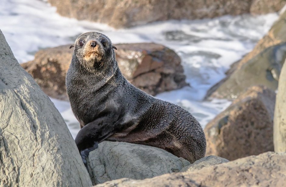Arctocephalus forsteri