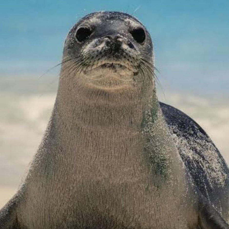 Seal тюлень