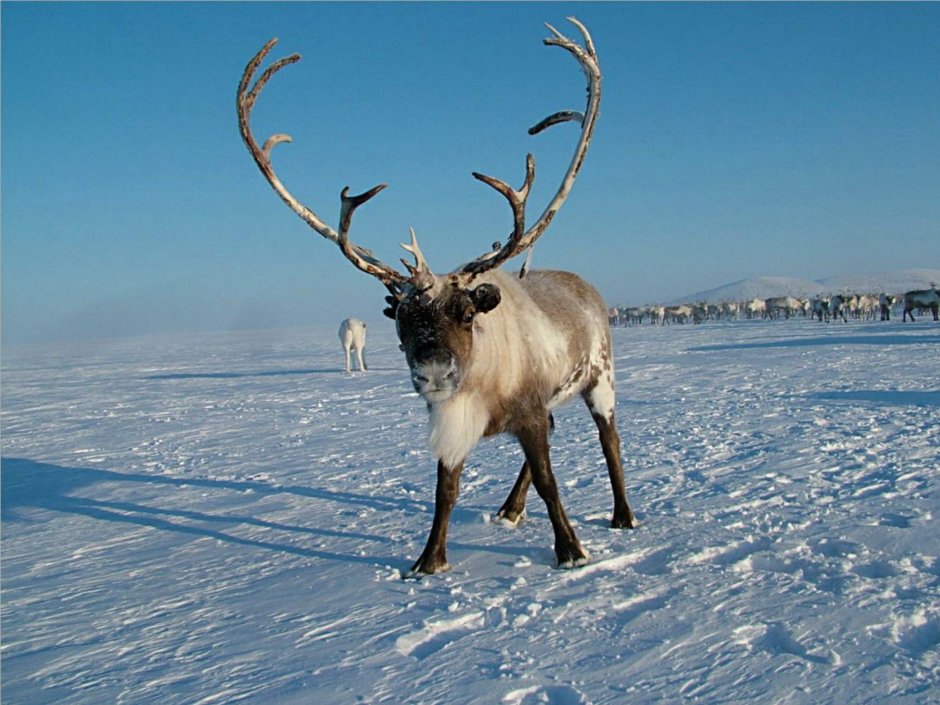 Новоземельский Северный олень