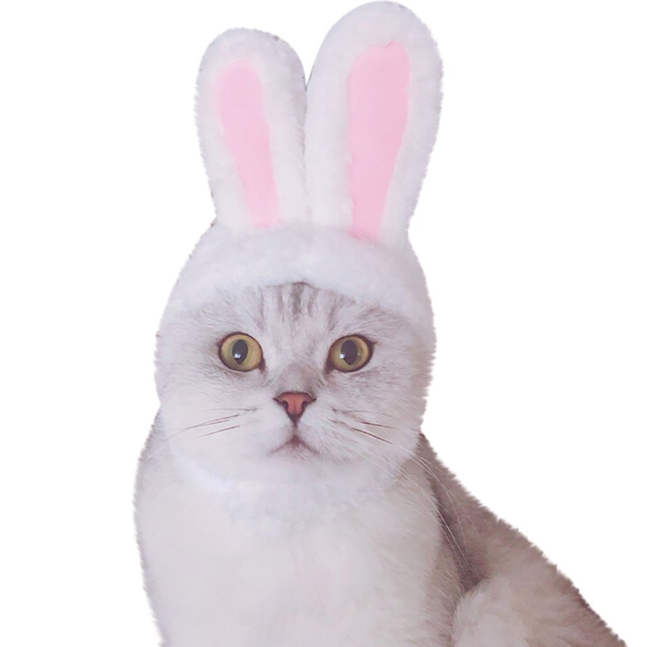 Котик с заячьими ушками