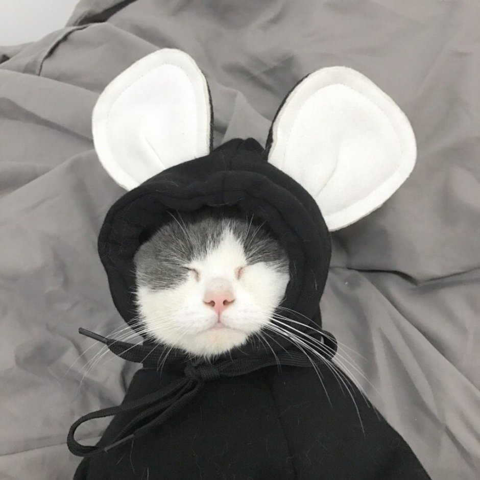 Кот с заячьими ушами