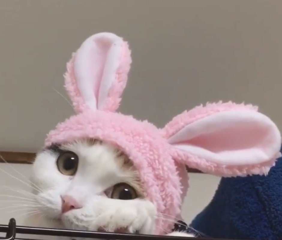 Шапка для кота Зайка
