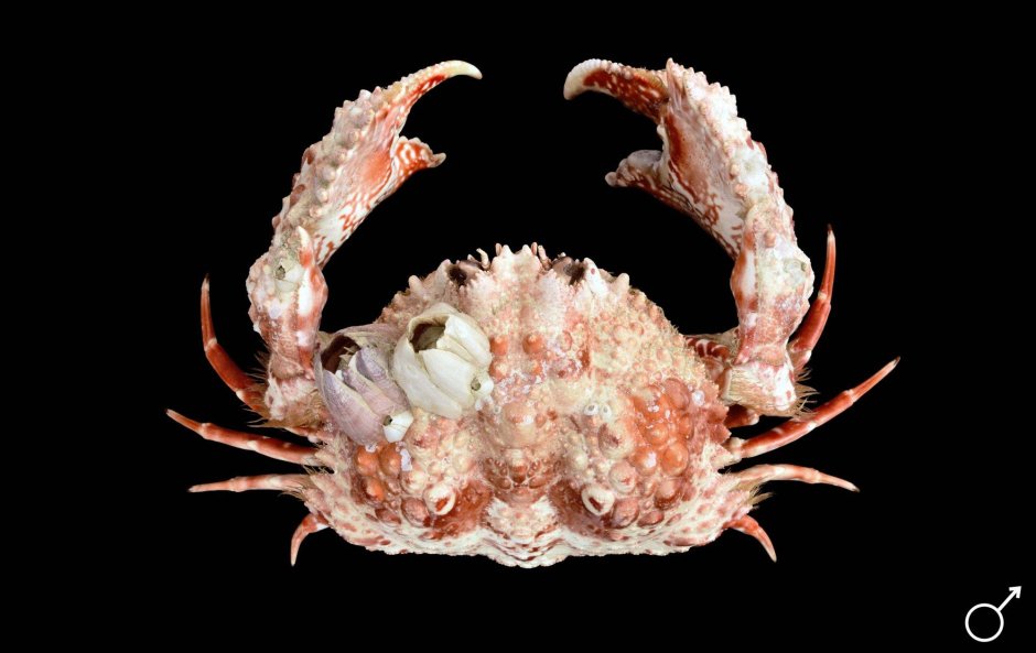 Крабы Brachyura