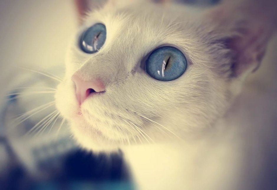 Коты с голубыми глазами