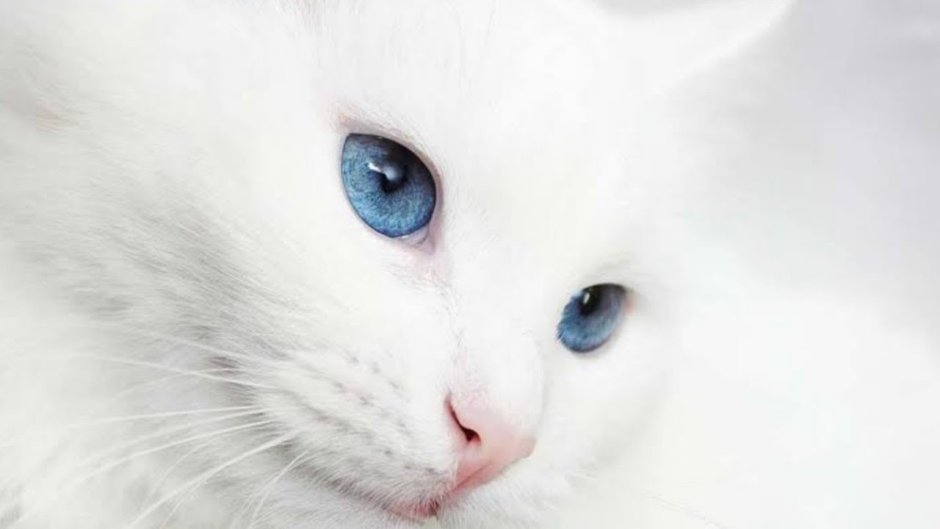 Кошка белая