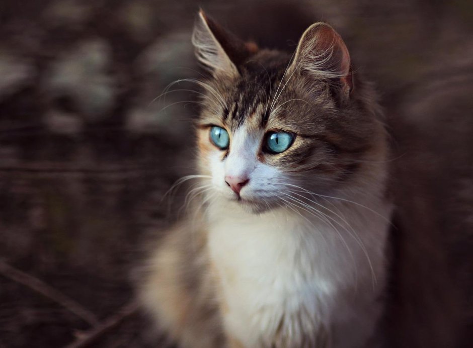 Коричневый кот с голубыми глазами
