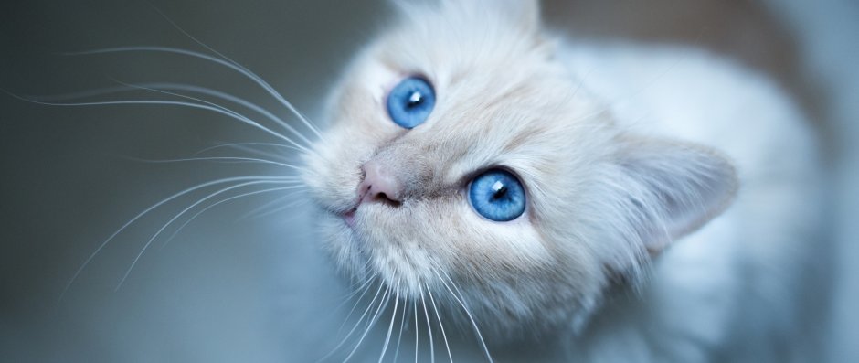 Сиамская вислоухая кошка