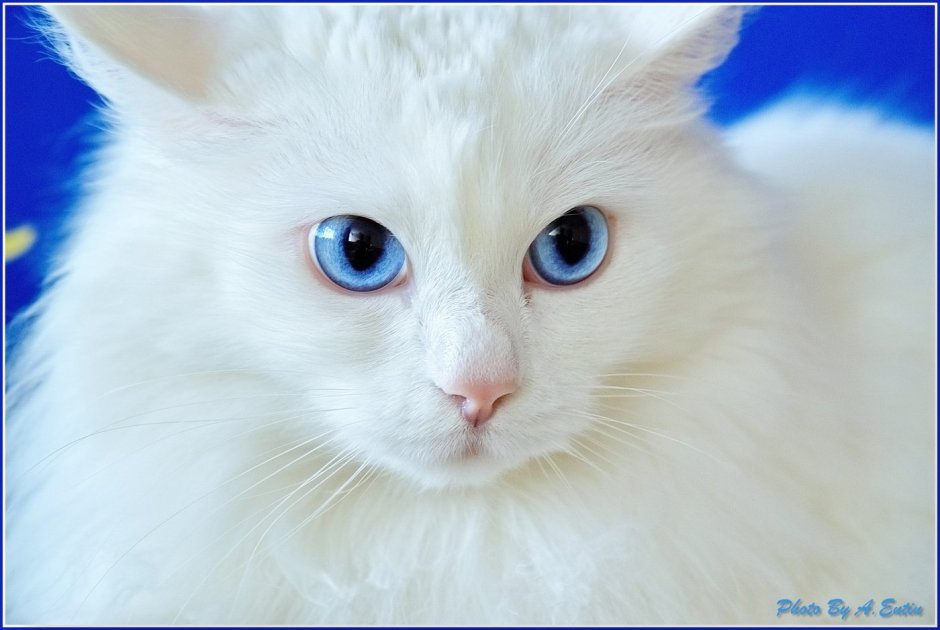 Сибирская кошка альбинос
