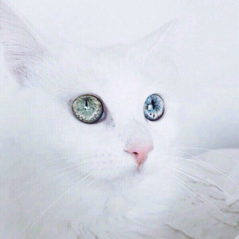 Белая кошка с голубыми глазами