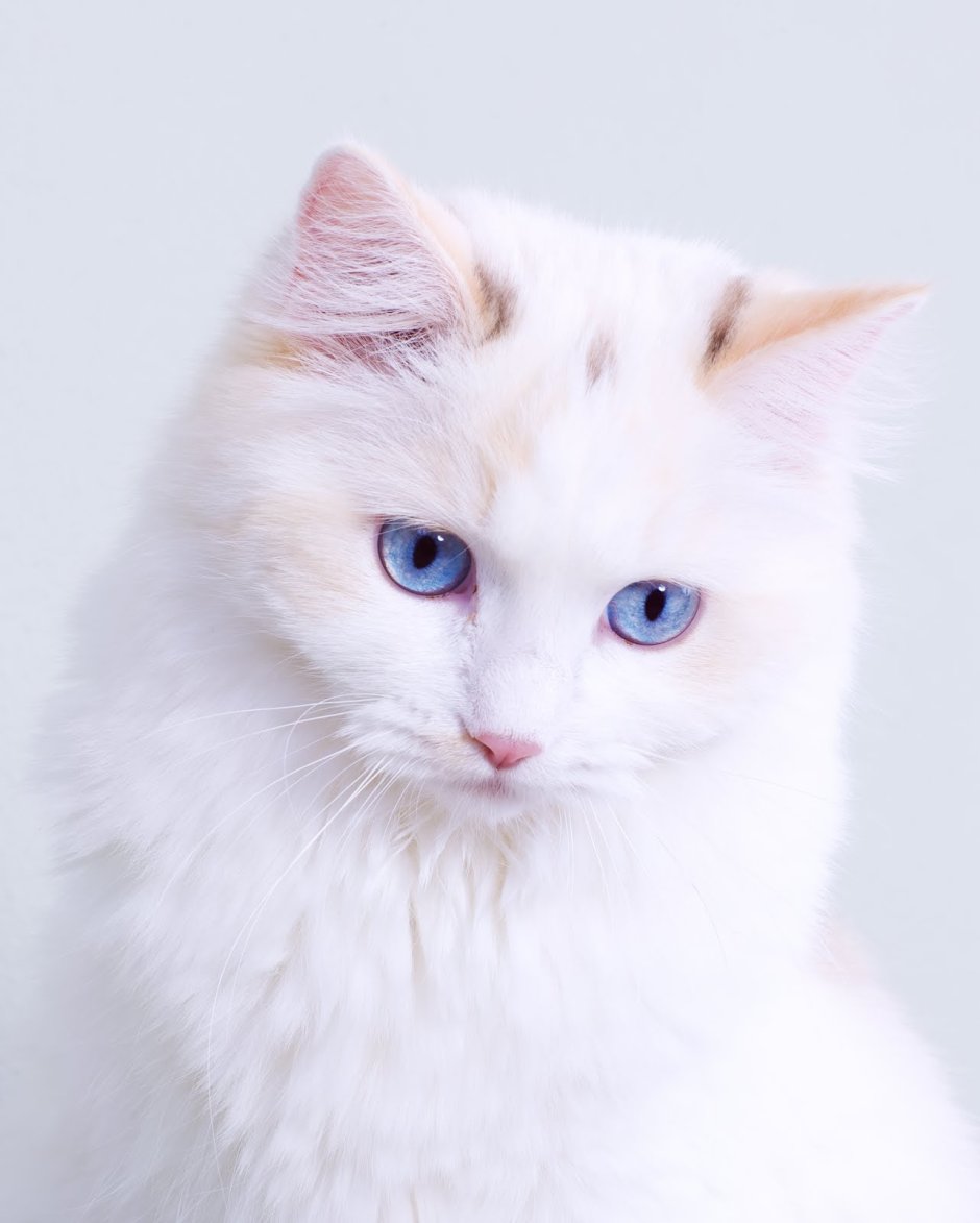Кошка белая