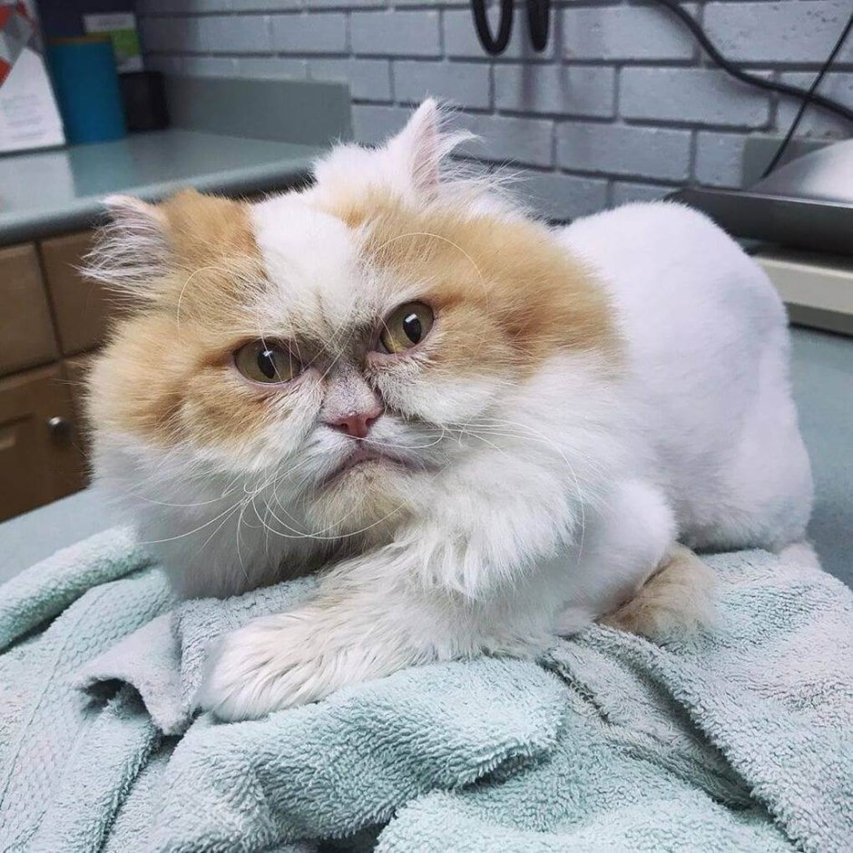 Сердитый кот Луи