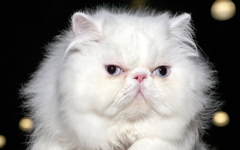 Персидская кошка белая