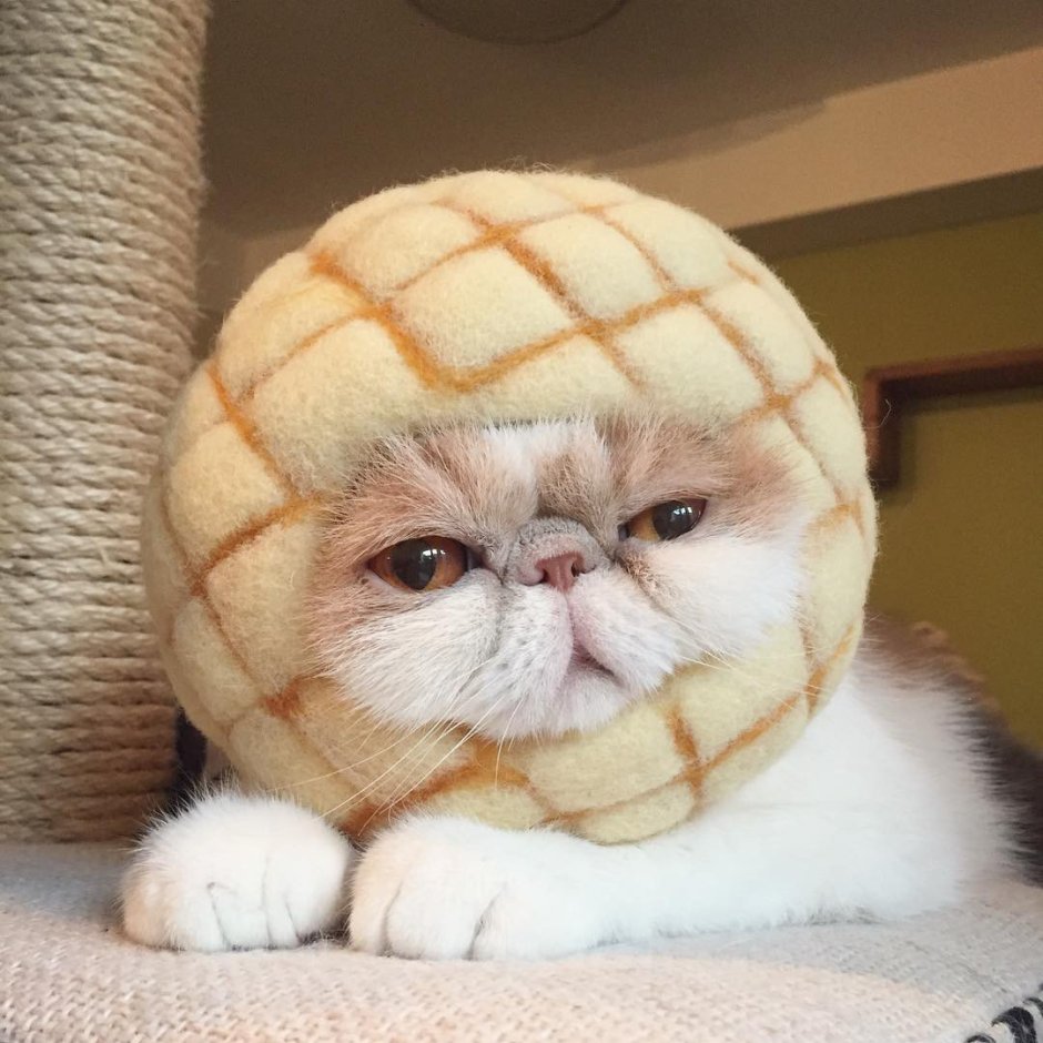 Японский кот экзот