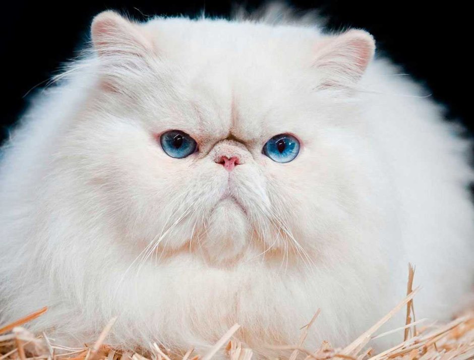 Персидская кошка