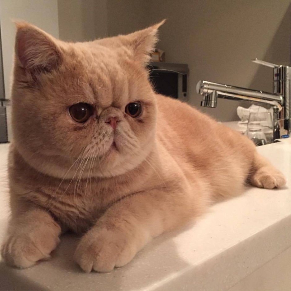 Котята с приплюснутой мордой