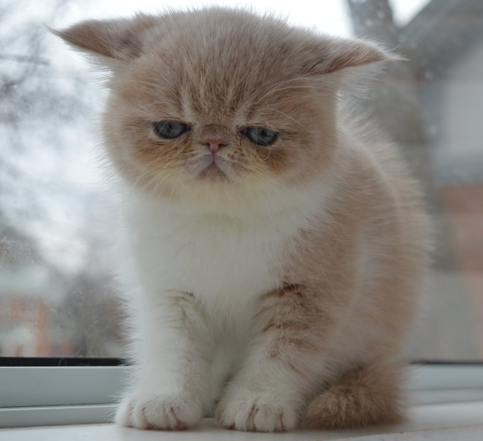 Экзотическая короткошерстная (exotic Shorthair) кошка.