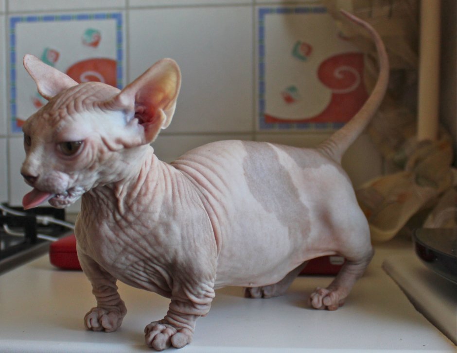 Кошки сфинксы Бамбино