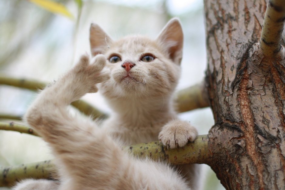Картинки котиков