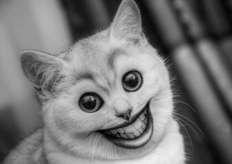 Милый котик
