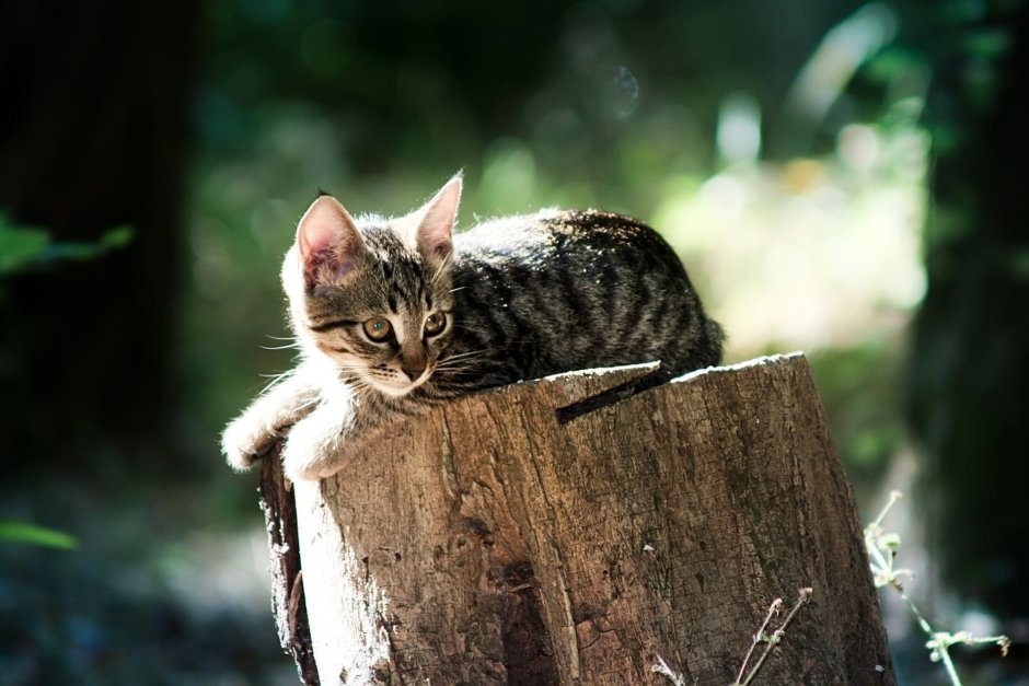 Кот на пне
