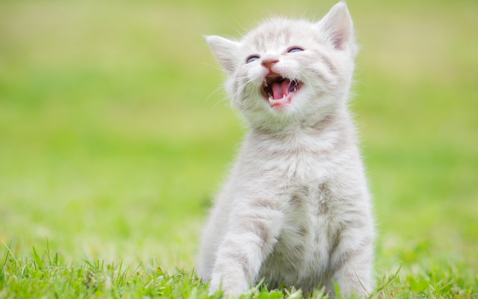 Котенок улыбается