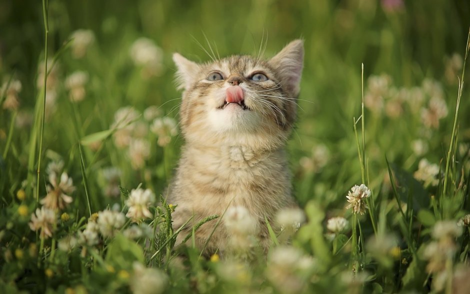 Котики на природе летом