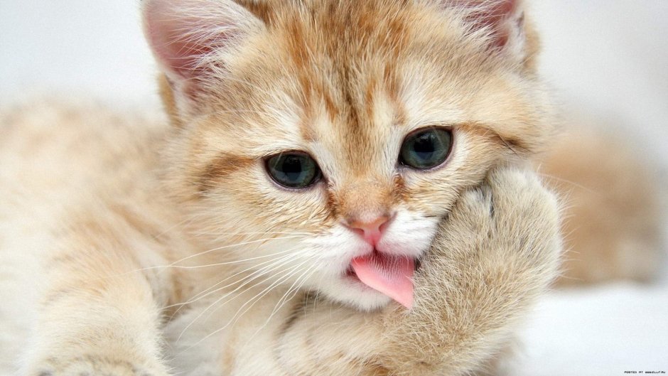Красивые котята