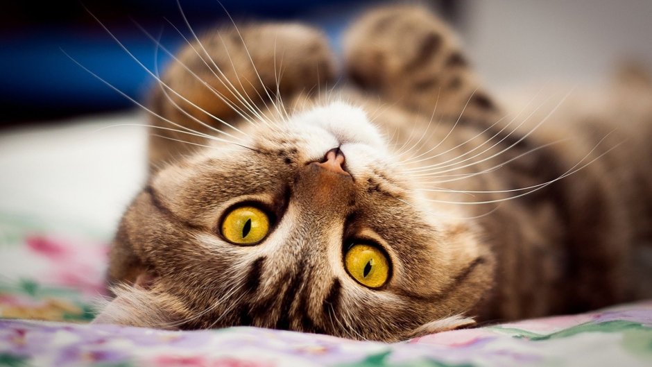 Милая кошка