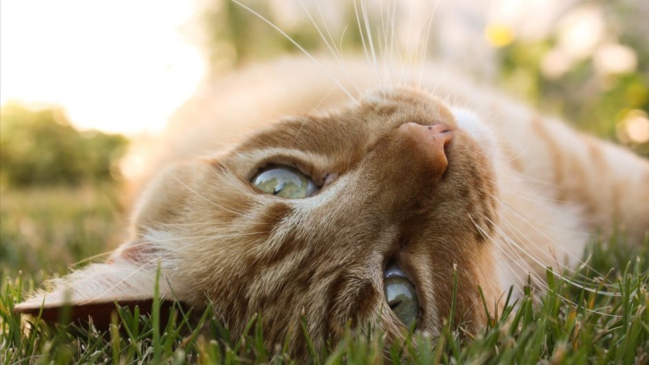 Весенний кот
