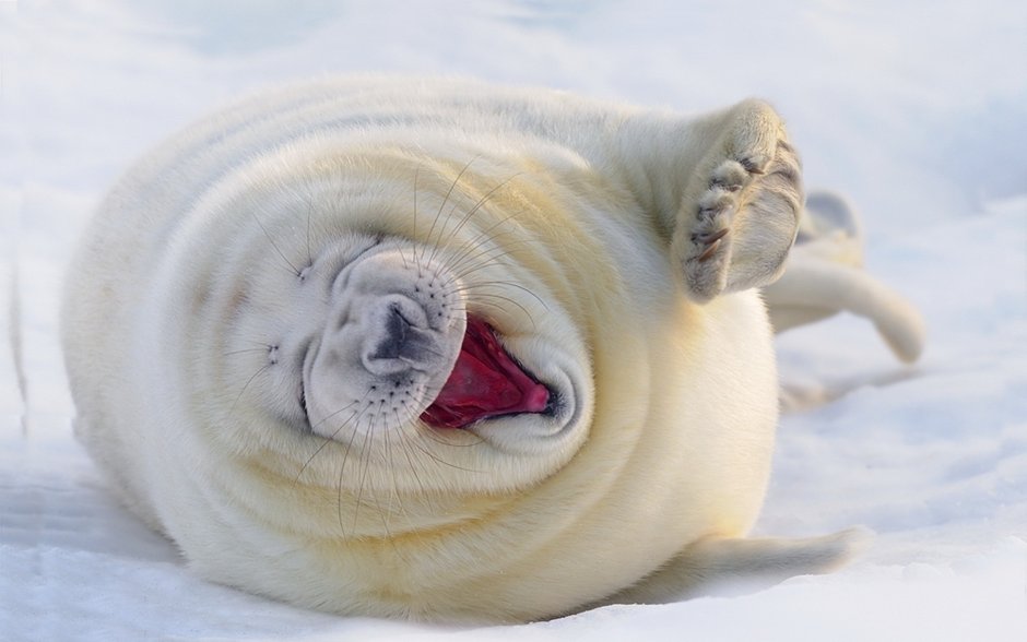 Кот Манул