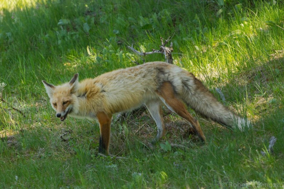 Животные линяют весной