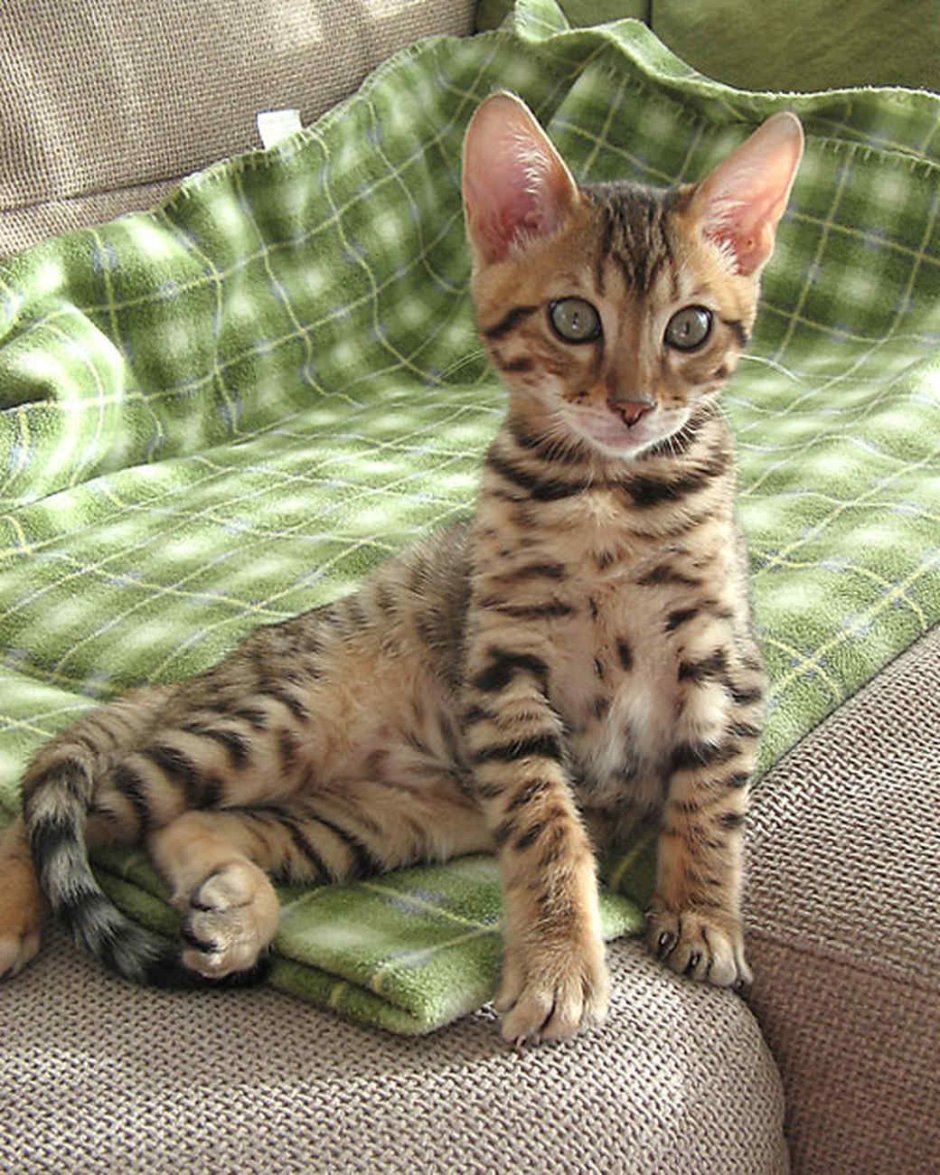 Бенгальская кошка табби